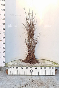  60- 100, W, 1+1 (PER 25, PRIJS/STUK)