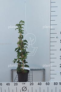  50- 60, C2         