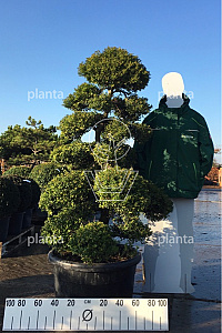 150-175, CONT, BONSAI