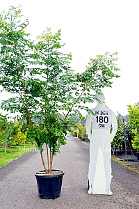 175-200, CONT, MRSTAM