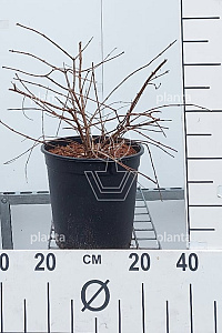 C5, LEV