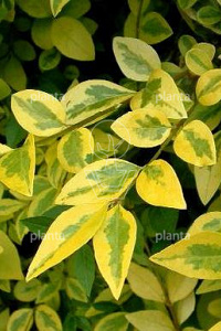  30- 40, W, 0+2, 2-3T (PER 25, PRIJS/STUK)