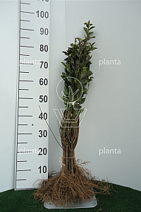  40- 60, W, 0+1, 2-3T (PER 25, PRIJS/STUK)