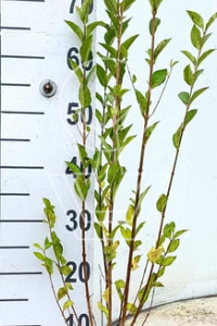  60- 100, W, 0+2, 3T (PER 10, PRIJS/STUK)