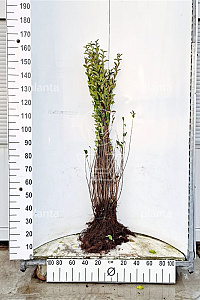  60- 100, W, 0+2, 5-8T (PER 10, PRIJS/STUK)