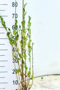  80- 100, W, 0+2, 3-5T (PER 10, PRIJS/STUK)