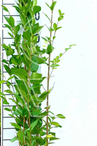  80- 100, W, 0+2, 5-8T (PER 10, PRIJS/STUK)