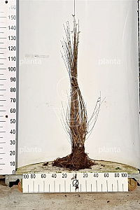 100-125, W, 0+2, 3-5T (PER 10, PRIJS/STUK)