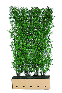 Quick Hedge HAAGELEMENT (L)100x(H)200