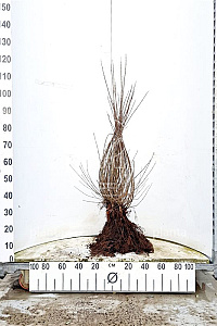  60- 80, W, 0+2, 3-5T (PER 10, PRIJS/STUK)