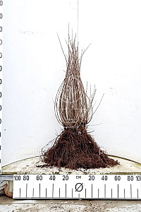  60- 100, W, 0+2, 5-8T (PER 10, PRIJS/STUK)