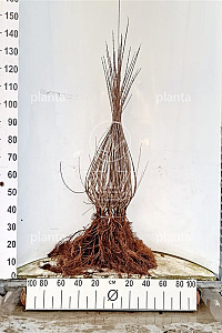  80- 100, W, 0+2, 3-5T (PER 10, PRIJS/STUK)