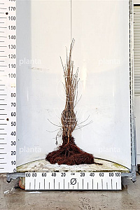  80- 100, W, 0+2, 5-8T (PER 10, PRIJS/STUK)