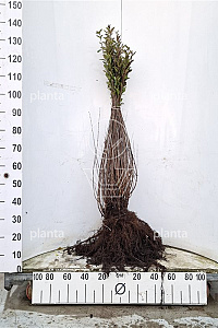 100-125, W, 0+2, 5-8T (PER 10, PRIJS/STUK)