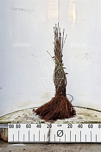  40- 60, W, 0+1, 2-3T (PER 25, PRIJS/STUK)