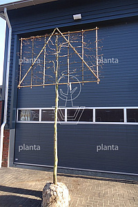  16-18, DR, LEI 180x120