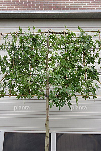  14-16, DR, LEI 180x120