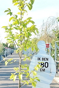 200-250, C20        