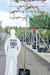   8-10, CONT, LEI 150x120