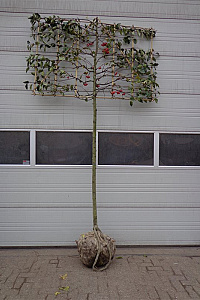  14-16, DR, LEI 180x120