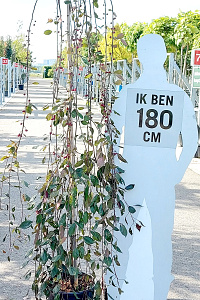 180ST, C15       