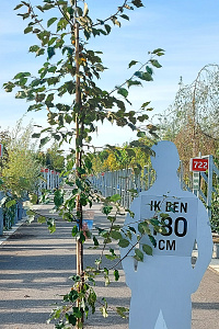 250-300, C15        