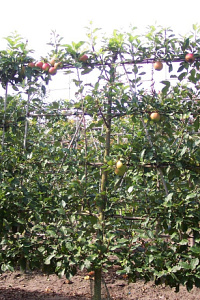  50ST, 16-18, DR, LEI 150X150, 5 ETA, MJR