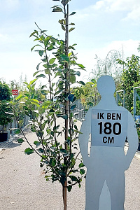 250-300, C15        