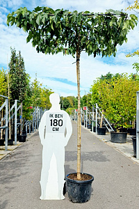  12-14, CONT, DAK 150