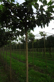 240ST, 16-18, DR, DAK, MJR