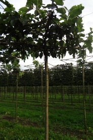 240ST, 18-20, DR, DAK, MJR