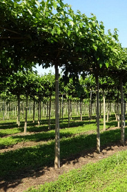 240ST, 20-25, DR, DAK, MJR