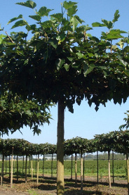 240ST, 25-30, DR, DAK, MJR