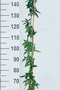 175-200, C5, STOK