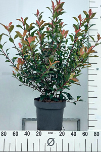  80- 100, C12        
