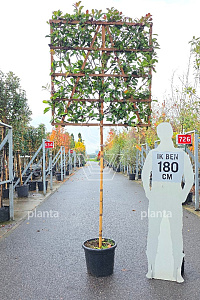 150ST, CONT, LEI 120x120