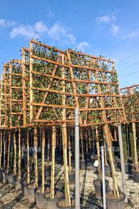 150ST, CONT, LEI 150x150