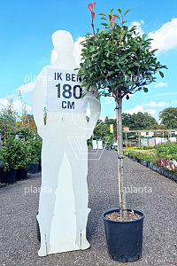 HALFST, C20, BOL 40-50