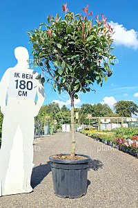 HALFST, C50, BOL 70-80 