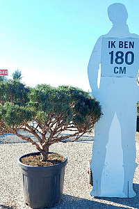  70- 80, CONT, BOL