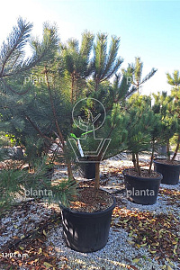 200-250, CONT, MRSTAM