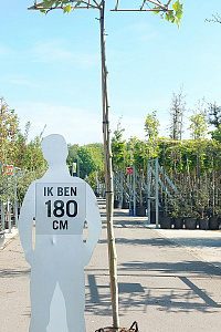  10-12, CONT, DAK 120