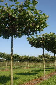 240ST, 25-30, DR, DAK, MJR