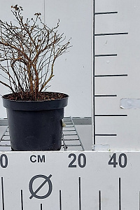 C3, LEV