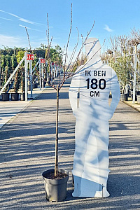 100ST, C20       