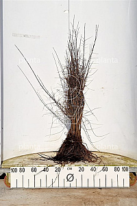  60- 100, W, 1+1 (PER 25, PRIJS/STUK)