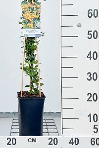  50- 60, C2         