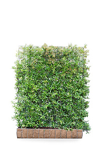 MOBILANE, KANT EN KLAAR HAAG, 120x155, CP       