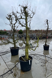  25-30, CONT, OUDE KNOT 