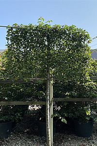  10-12, W, LEI 150x120